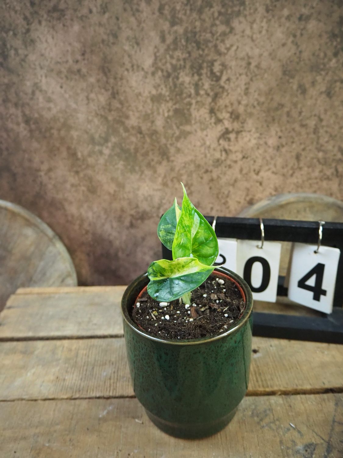 Alocasia Dragon Scale Aurea Variegata #4