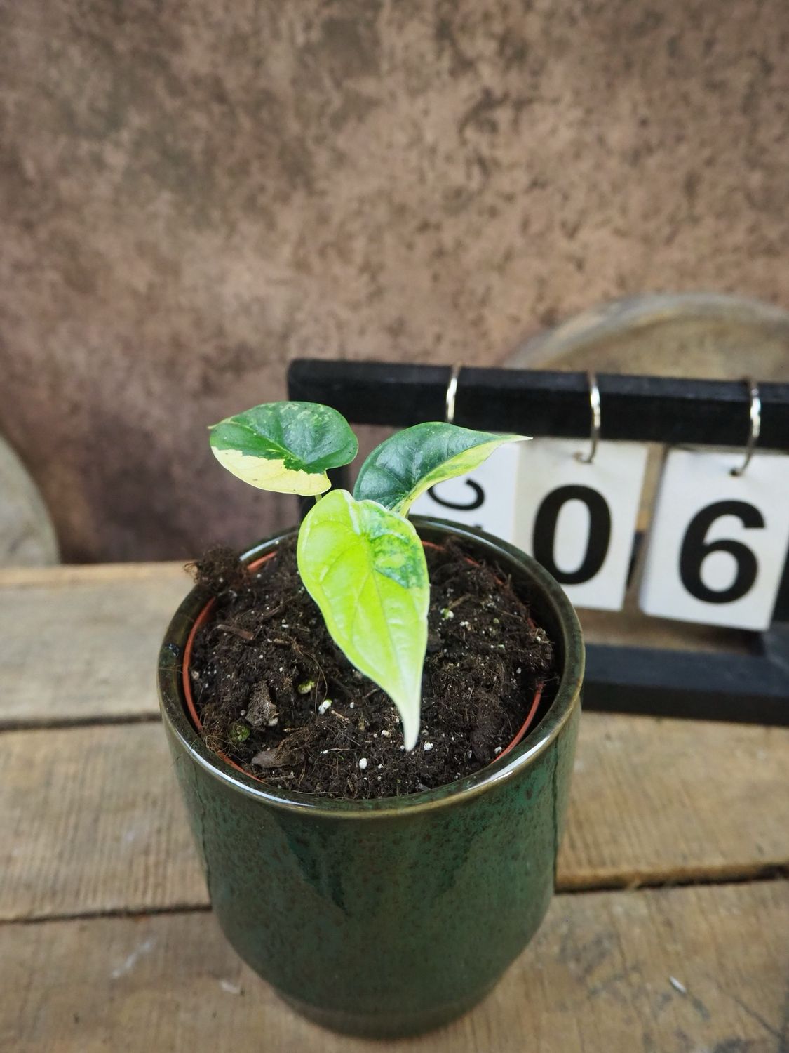 Alocasia Dragon Scale Aurea Variegata #6