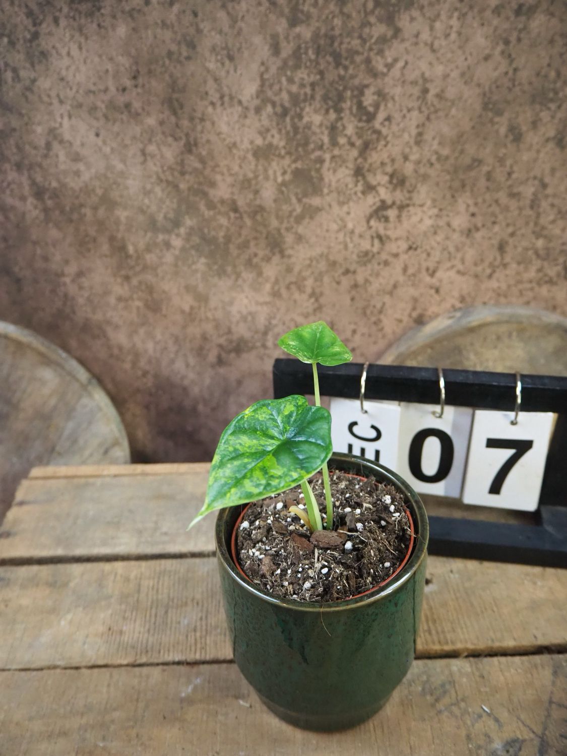 Alocasia Dragon Scale Aurea Variegata #7