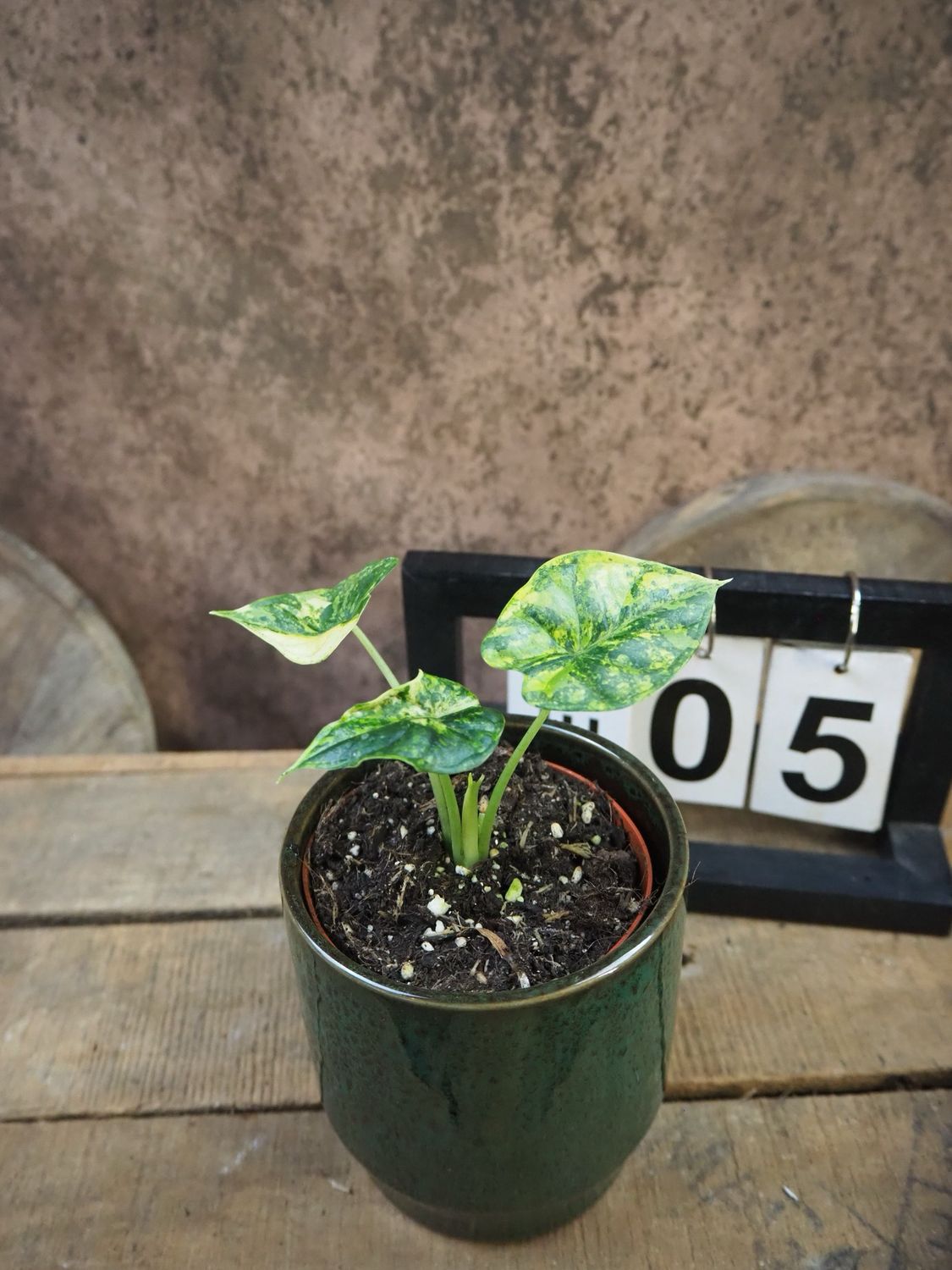 Alocasia Dragon Scale Aurea Variegata #5