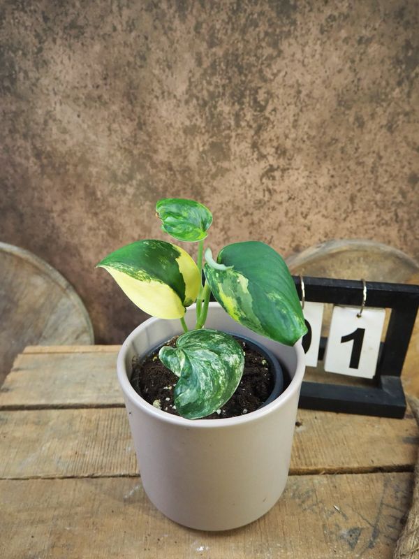 Scindapsus Jade Satin Aurea #1 Scindapsus Jade Satin Aurea #1