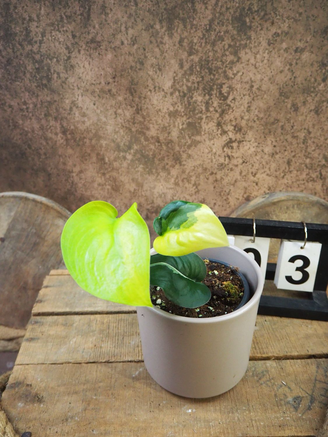 Scindapsus Jade Satin Aurea #3