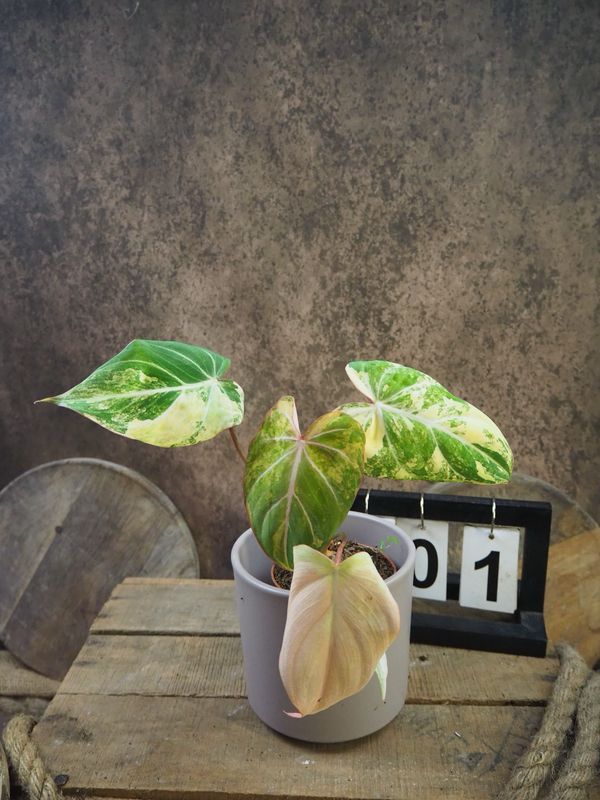 Philodendron Gloriosum Variegata #1