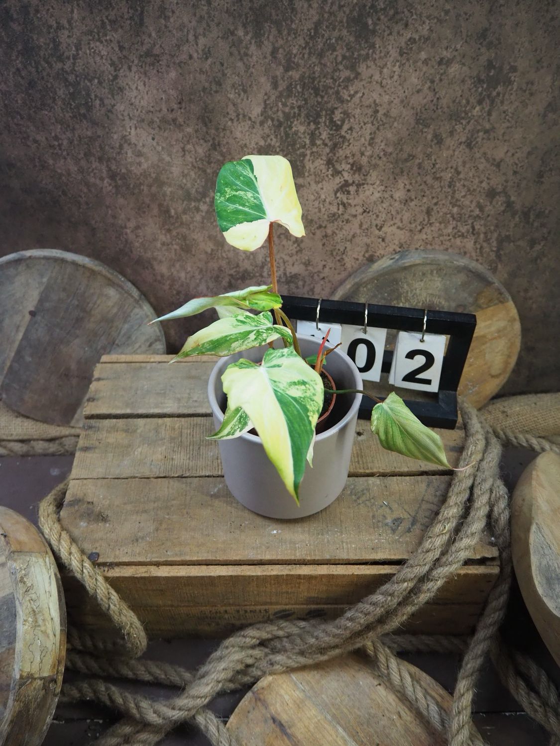 Philodendron Gloriosum Variegata #2