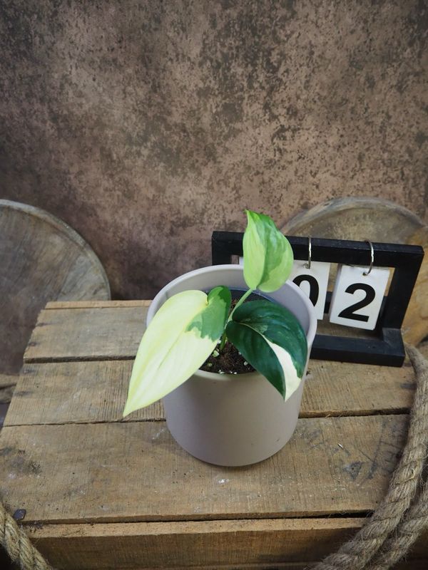 Scindapsus Jade Satin Aurea #2 Scindapsus Jade Satin Aurea #2