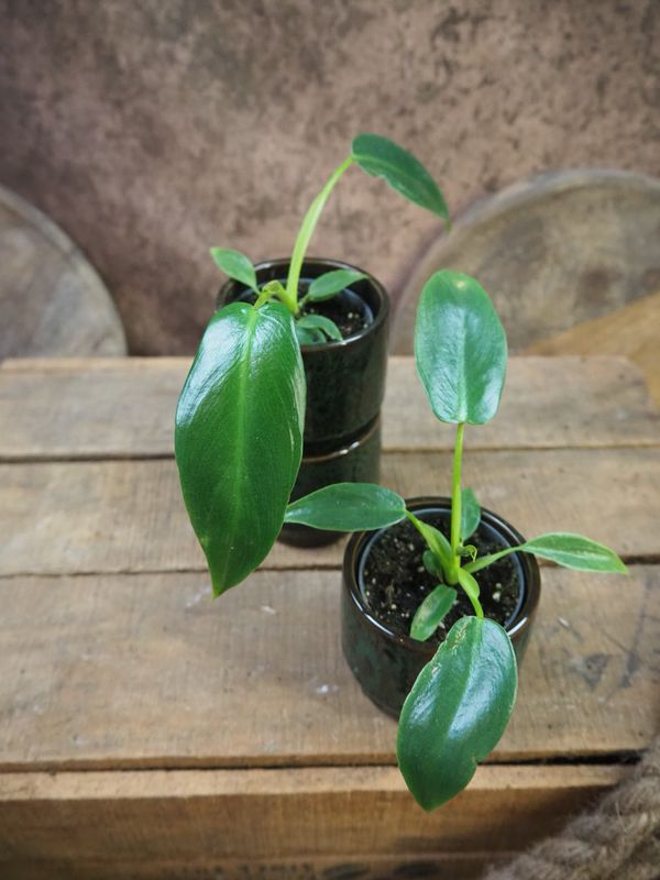 Philodendron Spiritus Sancti