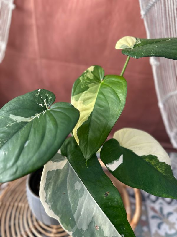 Syngonium Chiapense Variegata #1 Syngonium Chiapense Variegata #1