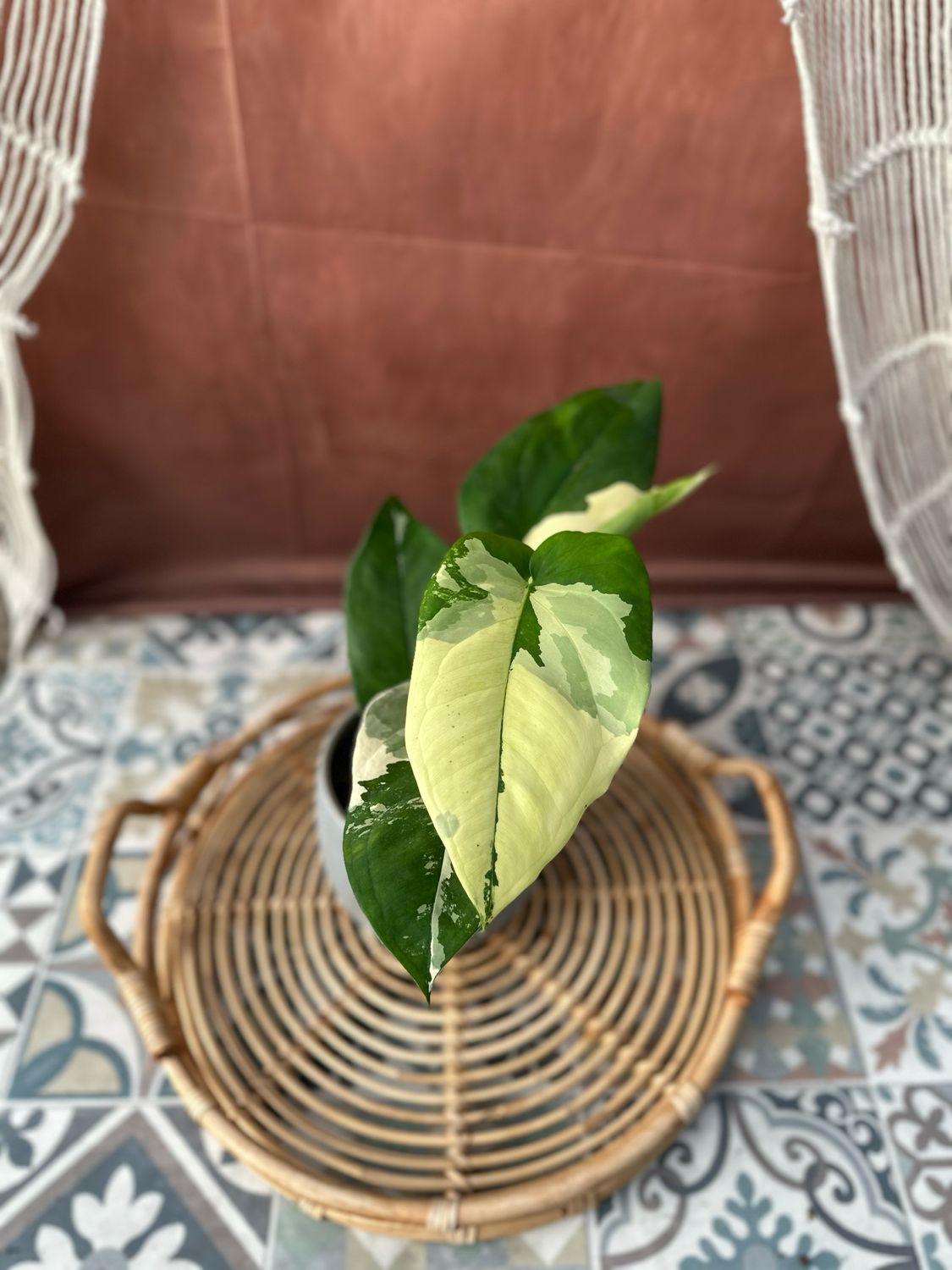 Syngonium Chiapense Variegata #3