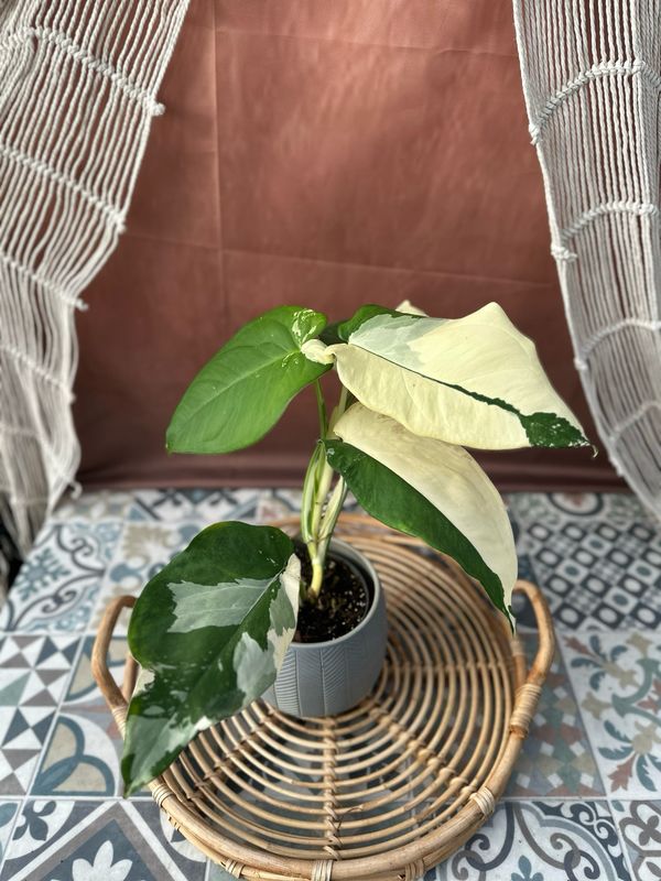 Syngonium Chiapense Variegata #2 Syngonium Chiapense Variegata #2