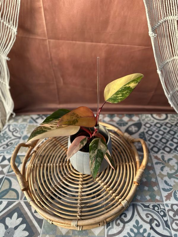 Philodendron Strawberry Shake #II Philodendron Strawberry Shake #II