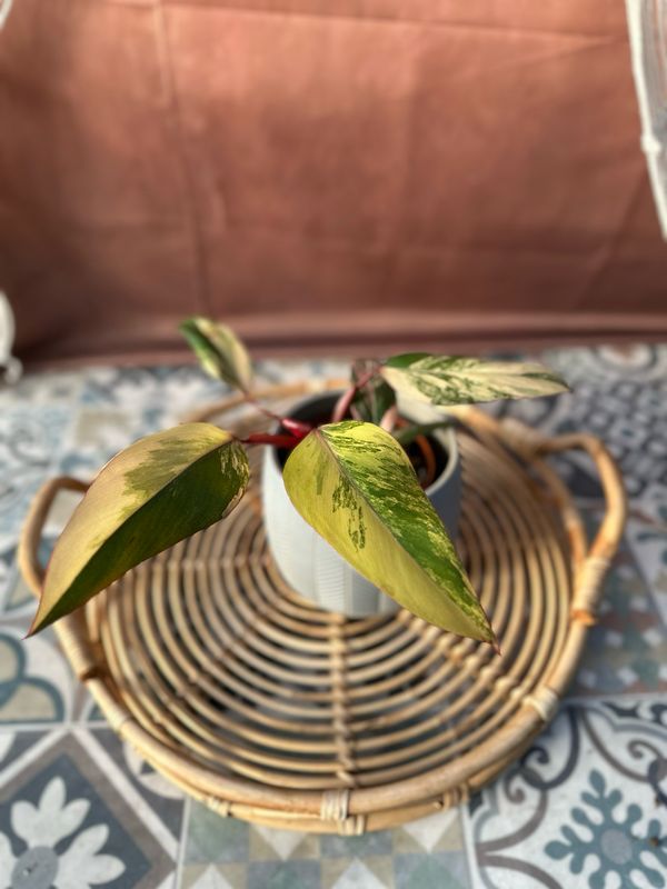 Philodendron Strawberry Shake #III Philodendron Strawberry Shake #III