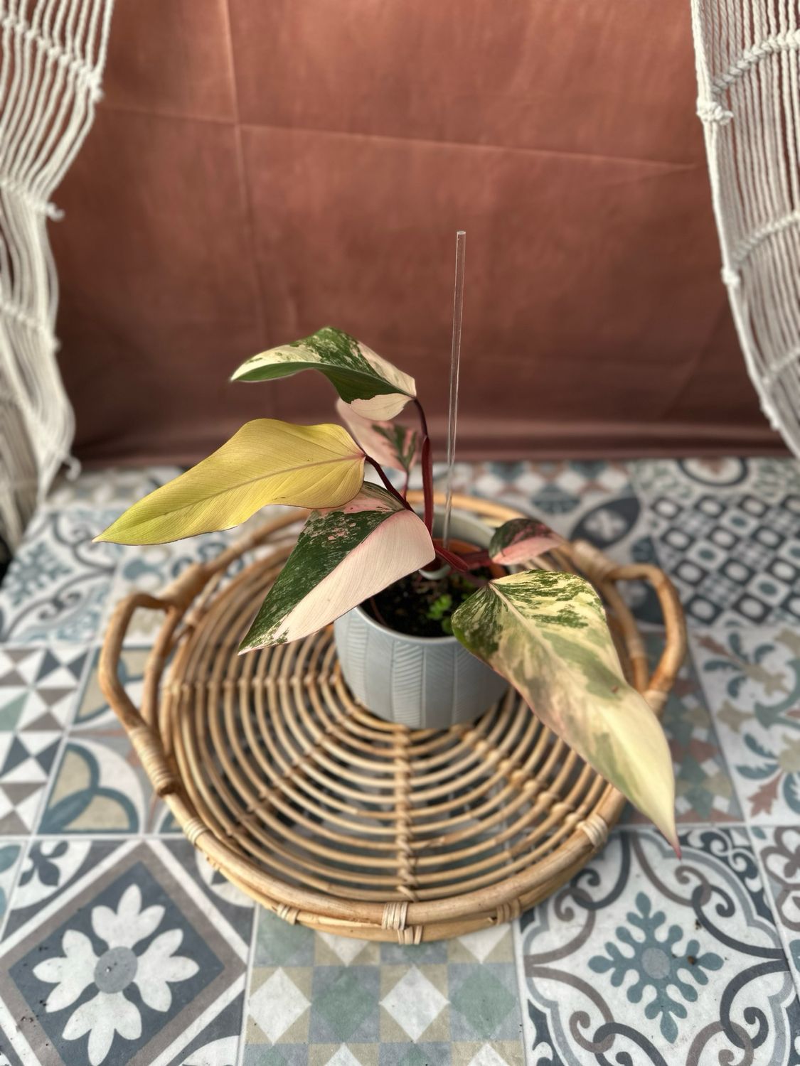 Philodendron Strawberry Shake #I