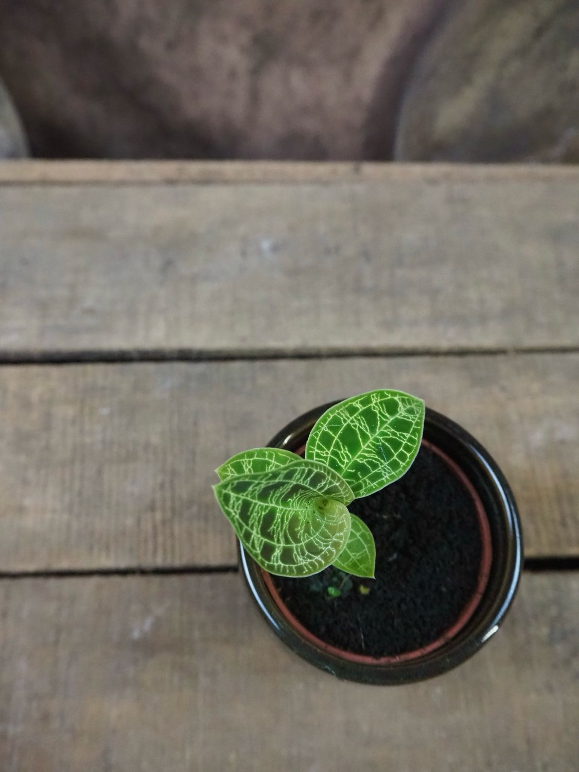 Juwelorchidee - Macodes Petola