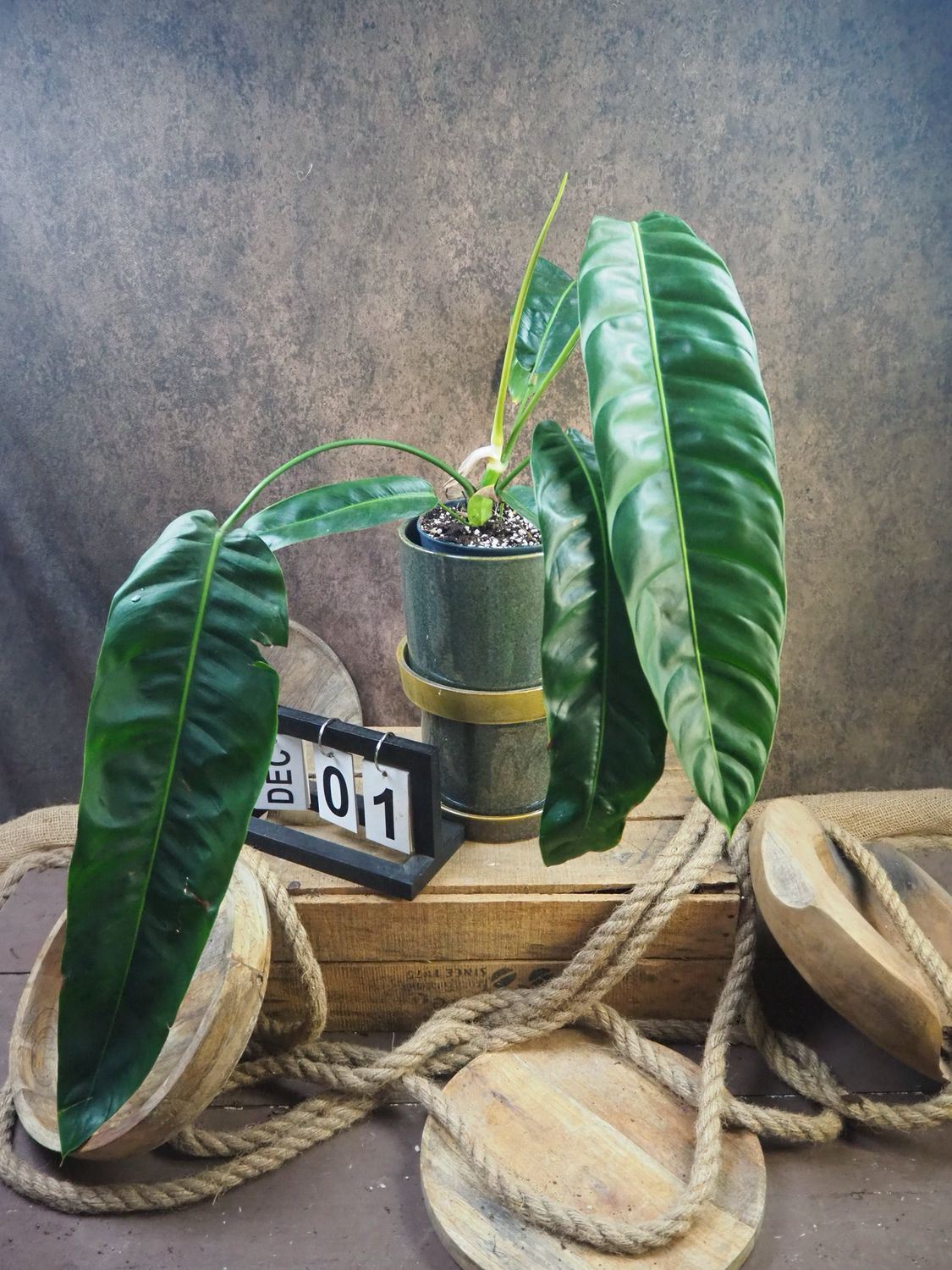 Philodendron patriciae