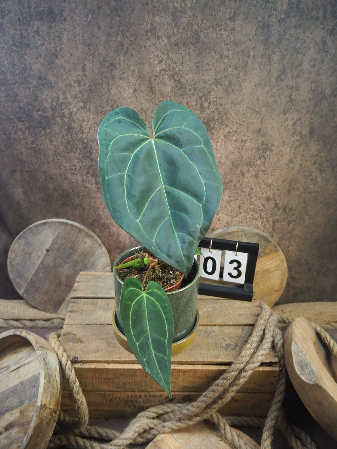 Anthurium Special hybrid #3