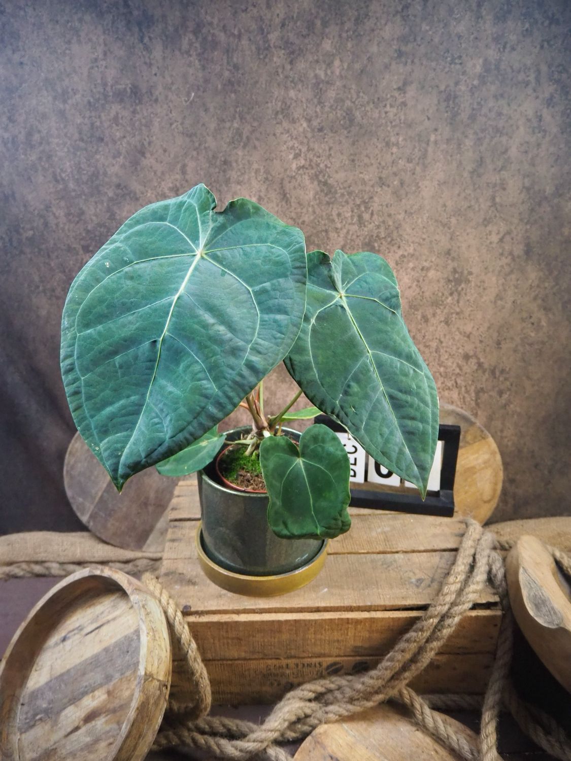 Anthurium Special hybrid #7