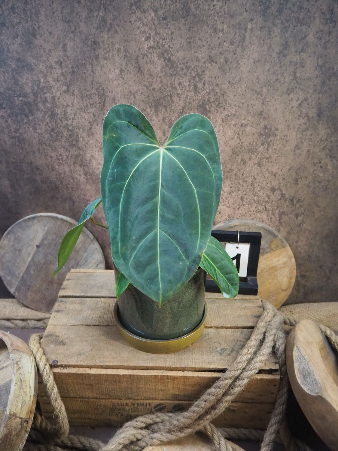 Anthurium Special hybrid #1