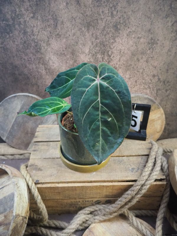 Anthurium Special hybrid #5