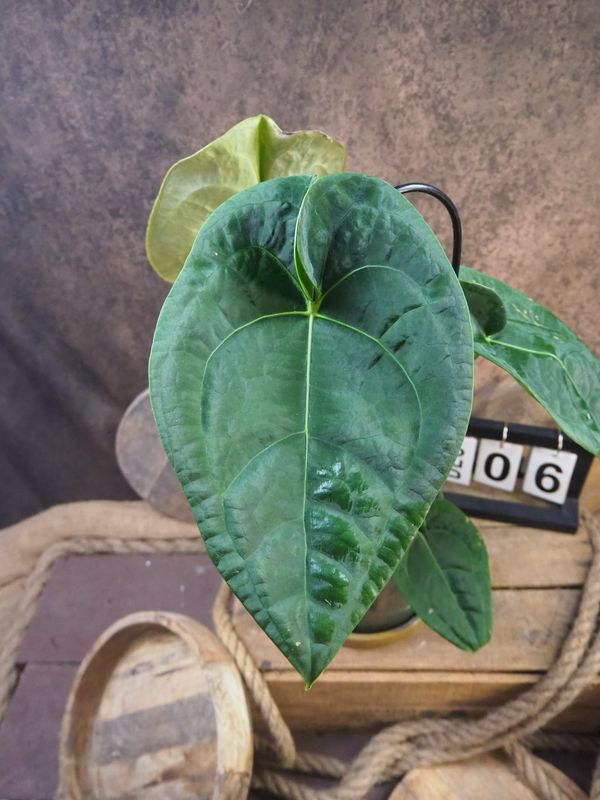 Anthurium Special hybrid #6