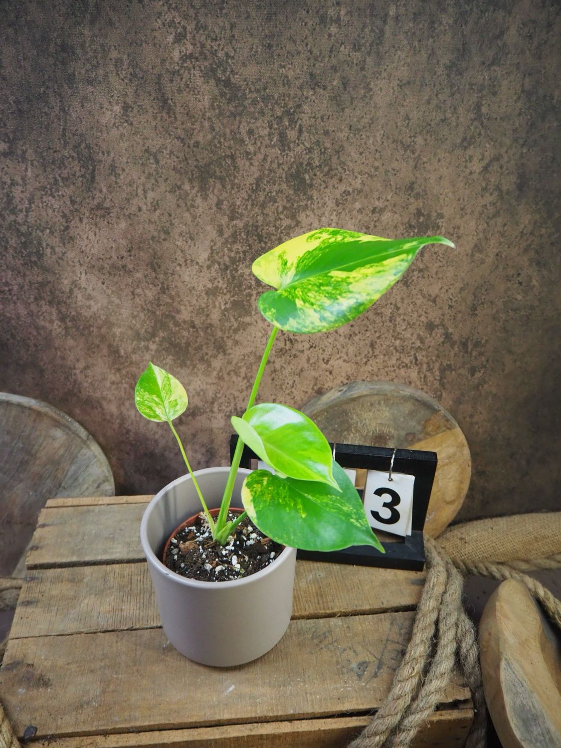 Monstera Aurea „Yellow Marilyn“ #3