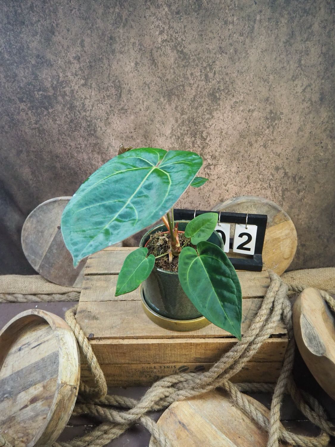 Anthurium Special hybrid #2