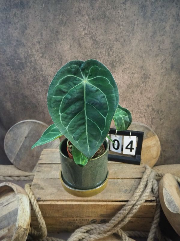 Anthurium Special hybrid #4