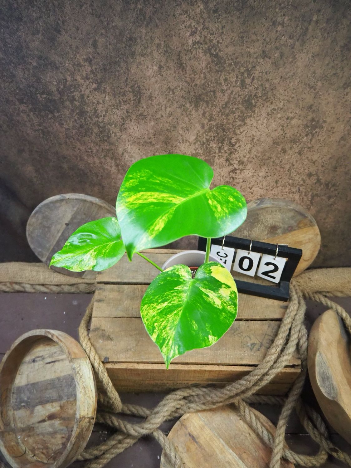 Monstera Aurea „Yellow Marilyn“ #2
