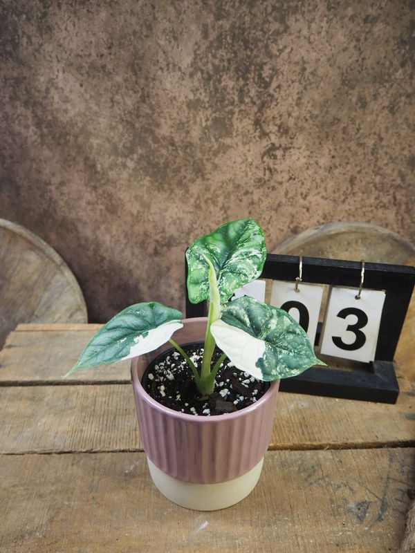 Alocaisa Dragon Scale Variegata #3 Alocaisa Dragon Scale Variegata #3