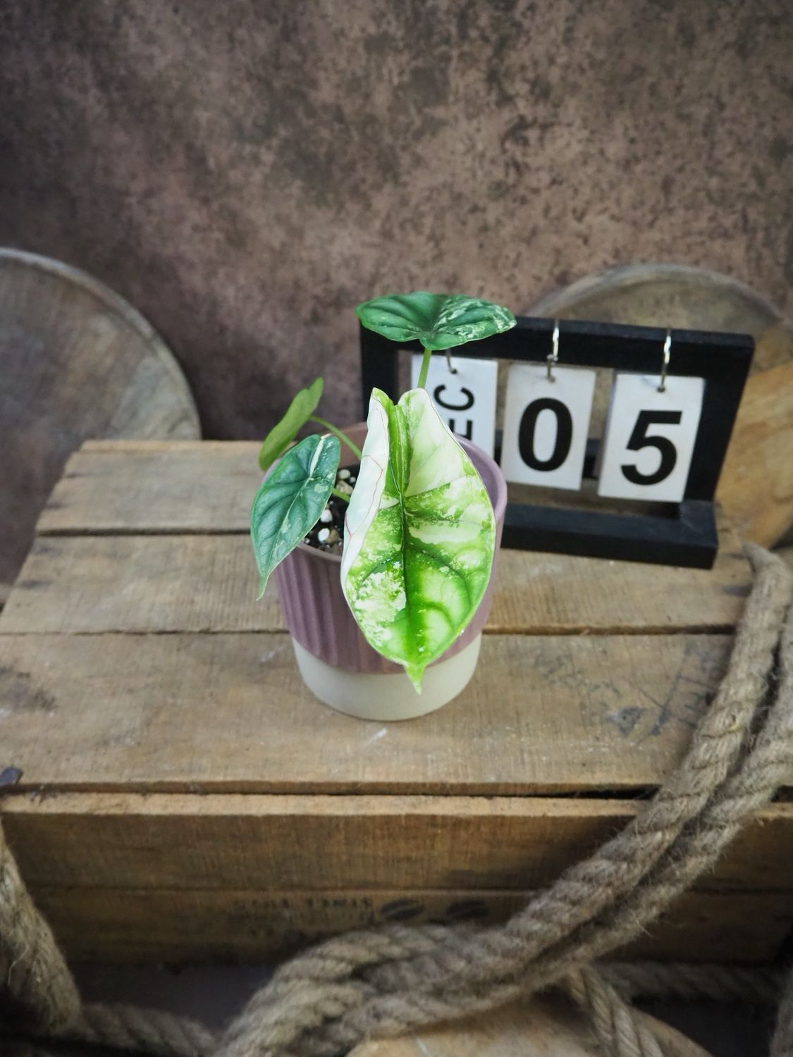 Alocaisa Dragon Scale Variegata #5