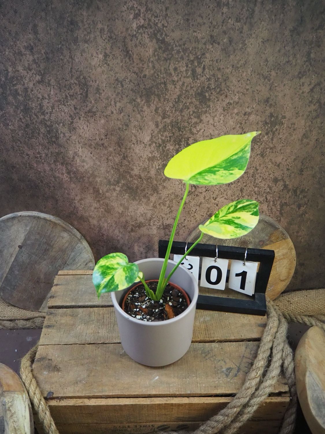 Monstera Aurea „Yellow Marilyn“ #1