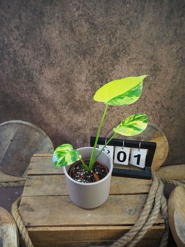 Monstera Aurea „Yellow Marilyn“ #1 Monstera Aurea „Yellow Marilyn“ #1