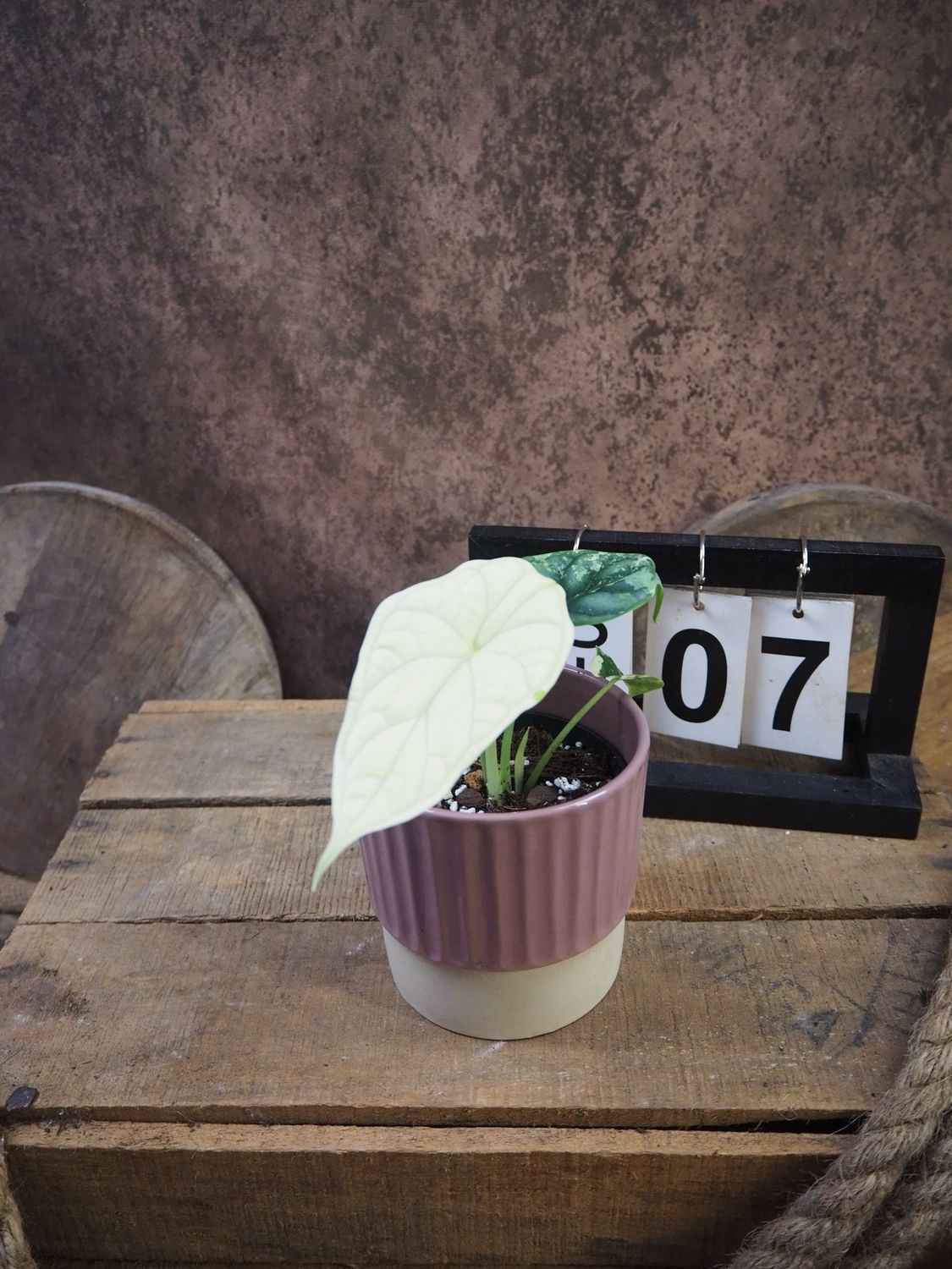 Alocaisa Dragon Scale Variegata #7 Alocaisa Dragon Scale Variegata #7