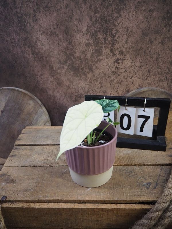 Alocaisa Dragon Scale Variegata #7 Alocaisa Dragon Scale Variegata #7