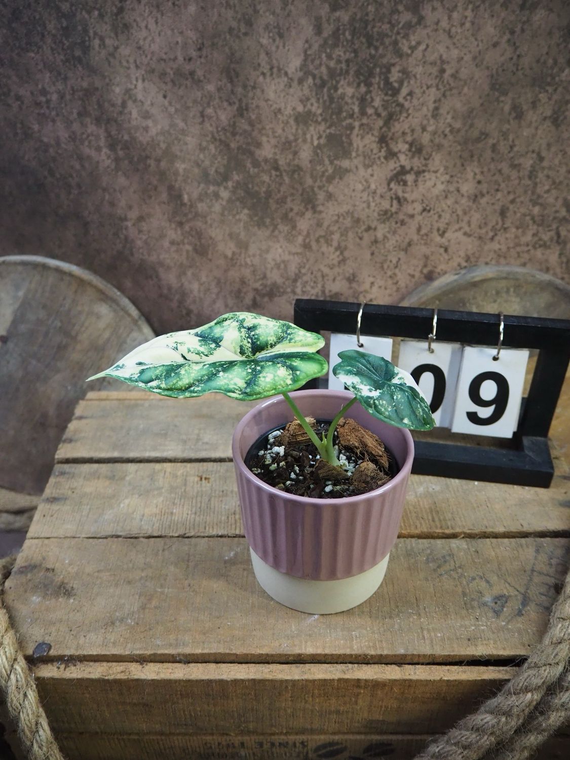 Alocaisa Dragon Scale Variegata #9