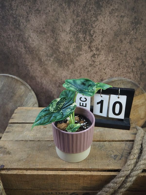 Alocaisa Dragon Scale Variegata #10 Alocaisa Dragon Scale Variegata #10