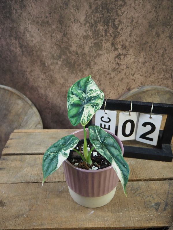 Alocaisa Dragon Scale Variegata #2 Alocaisa Dragon Scale Variegata #2