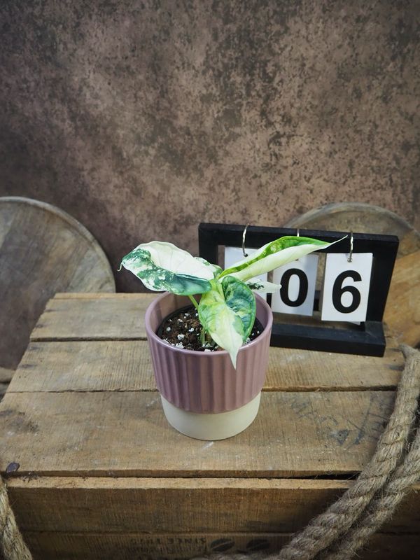 Alocaisa Dragon Scale Variegata #6 Alocaisa Dragon Scale Variegata #6