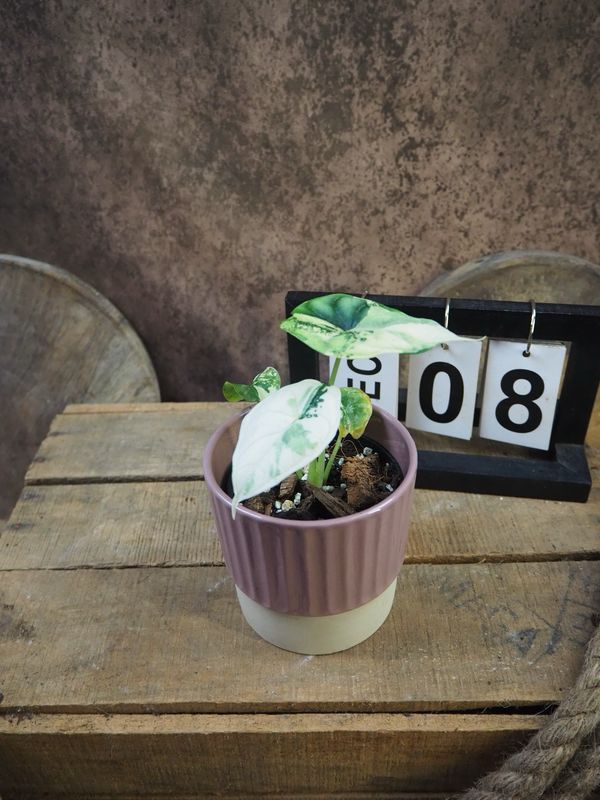 Alocaisa Dragon Scale Variegata #8 Alocaisa Dragon Scale Variegata #8