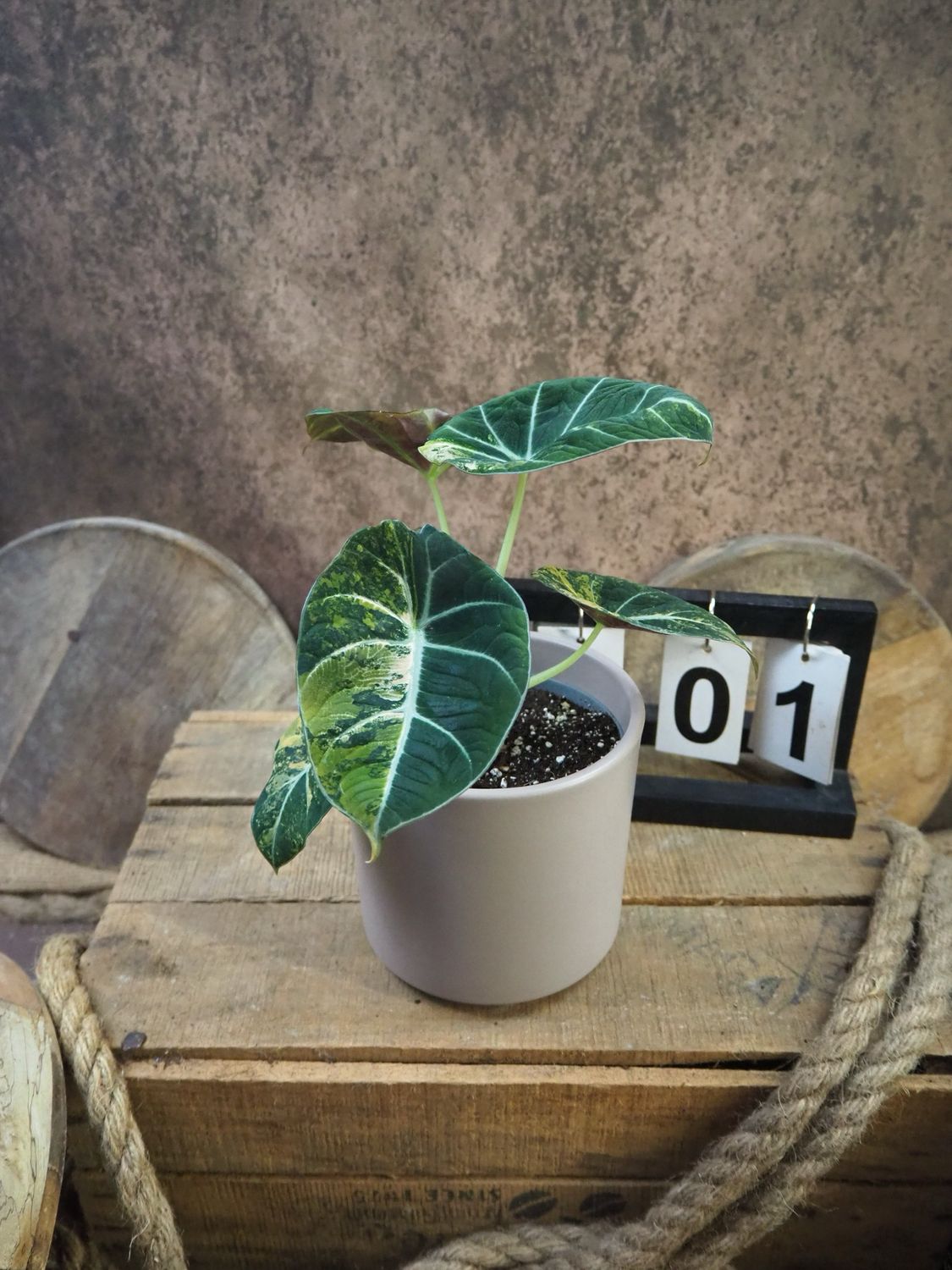 Alocasia Black Velvet Gold Variegata #1