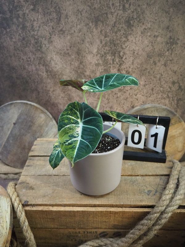 Alocasia Black Velvet Gold Variegata #1 Alocasia Black Velvet Gold Variegata #1