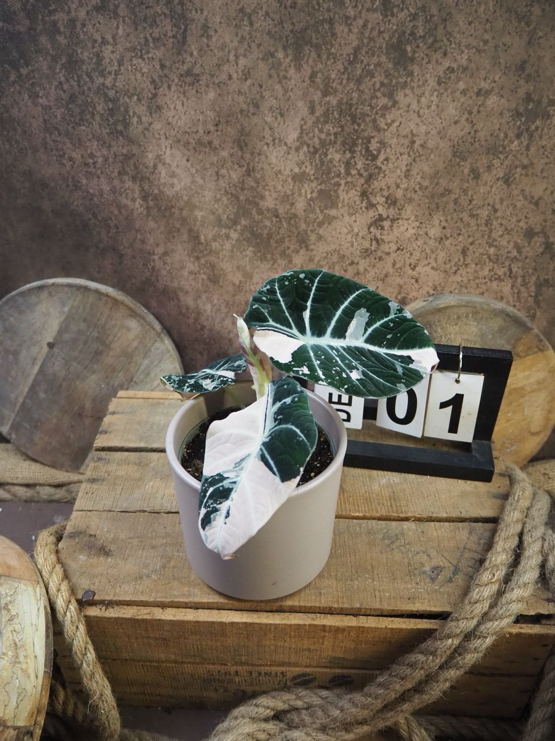 Alocasia Black Velvet Pink Variegata #1 Alocasia Black Velvet Pink Variegata #1