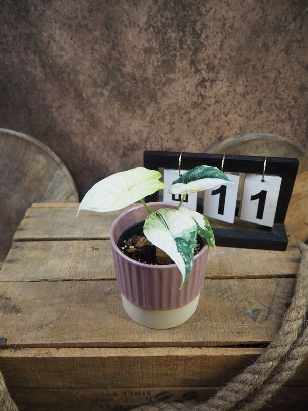 Alocaisa Dragon Scale Variegata #11 Alocaisa Dragon Scale Variegata #11