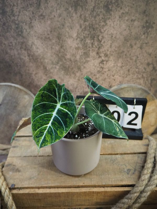 Alocasia Black Velvet Gold Variegata #2 Alocasia Black Velvet Gold Variegata #2