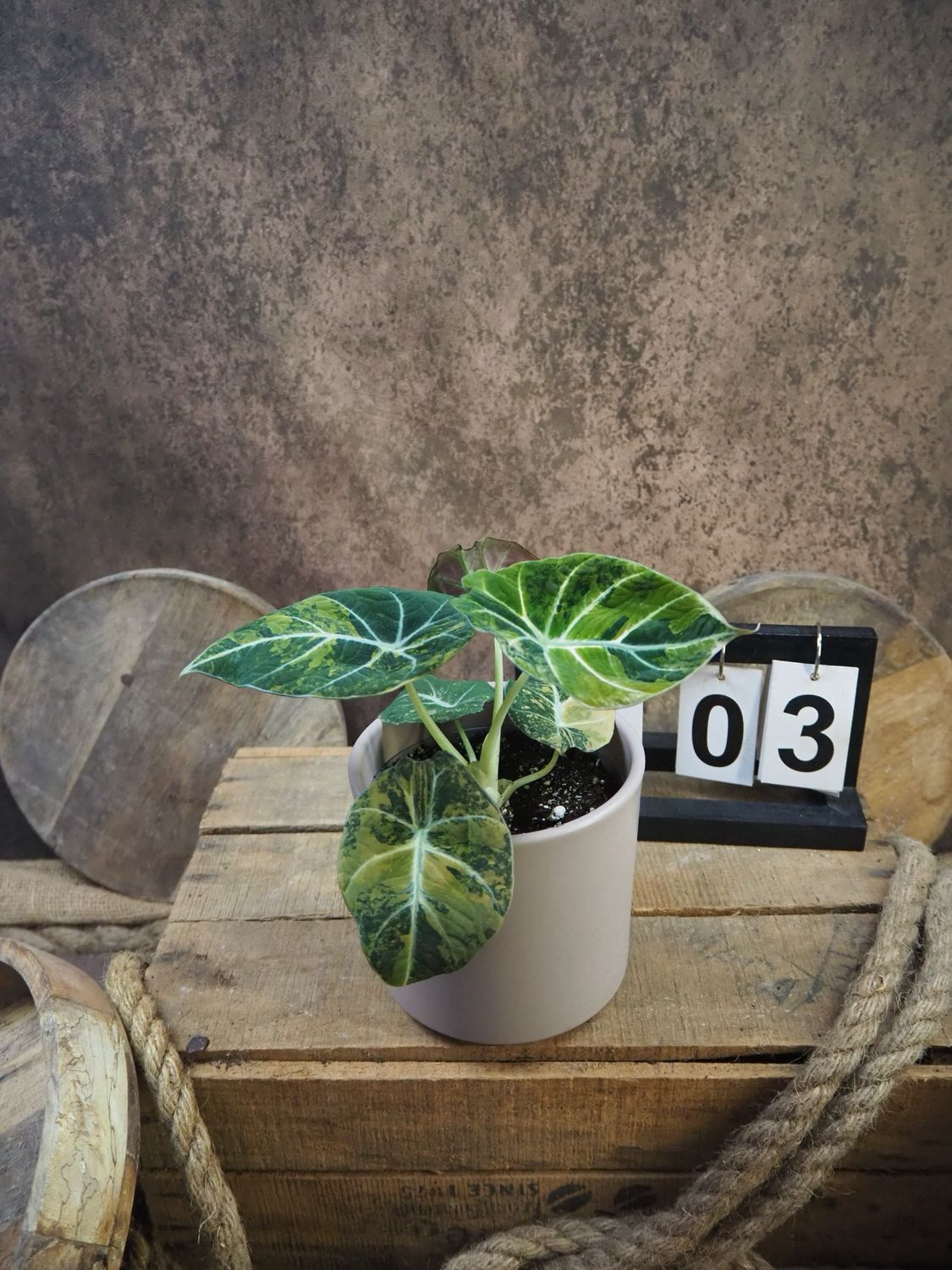 Alocasia Black Velvet Gold Variegata #3