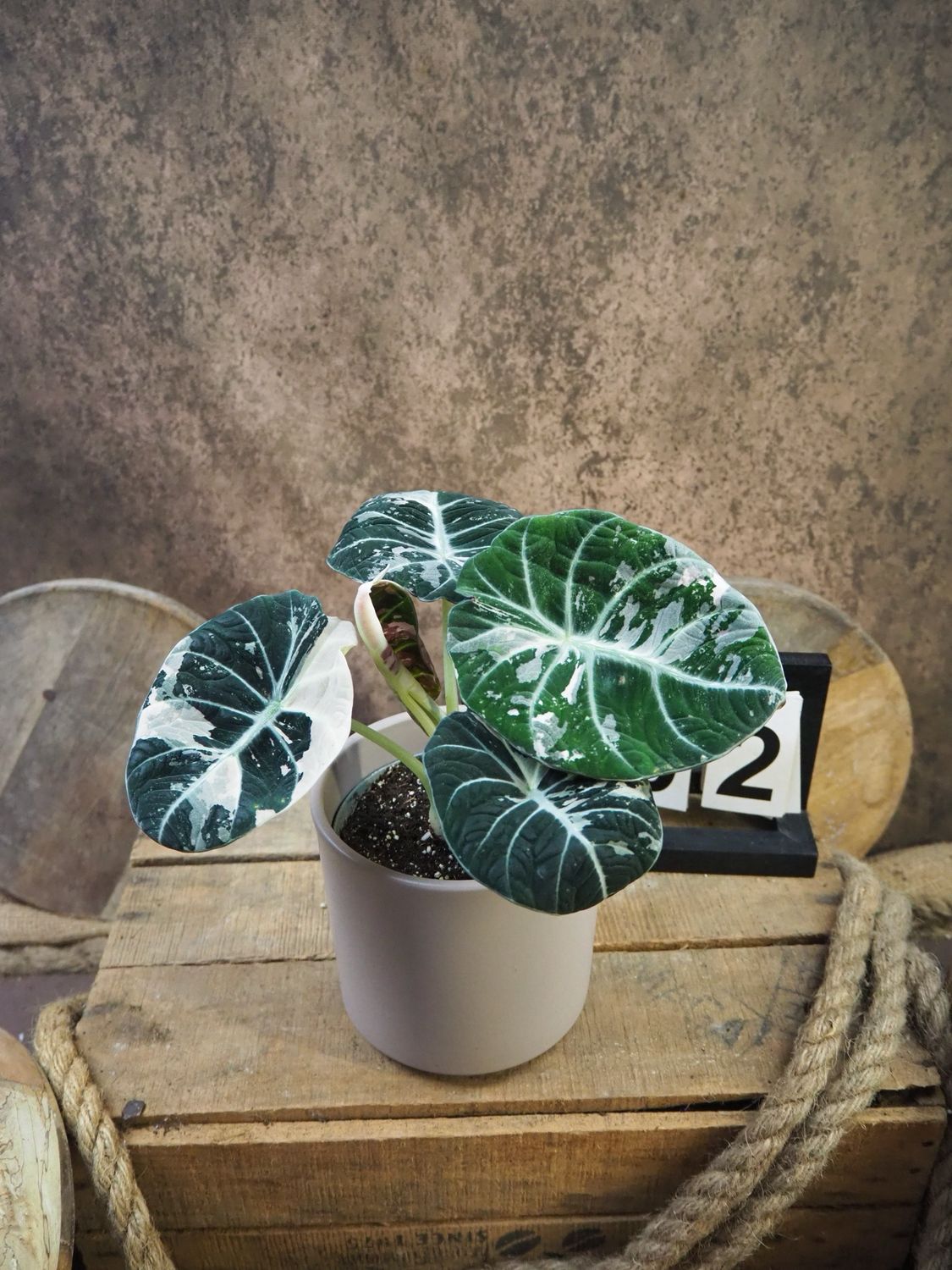 Alocasia Black Velvet Pink Variegata #2