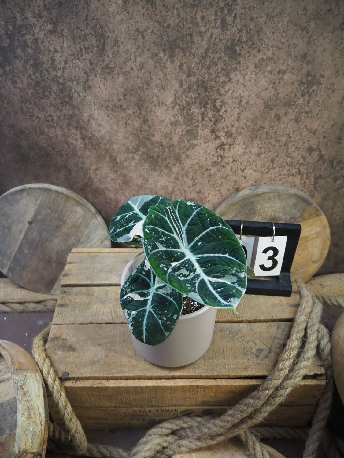 Alocasia Black Velvet Pink Variegata #3