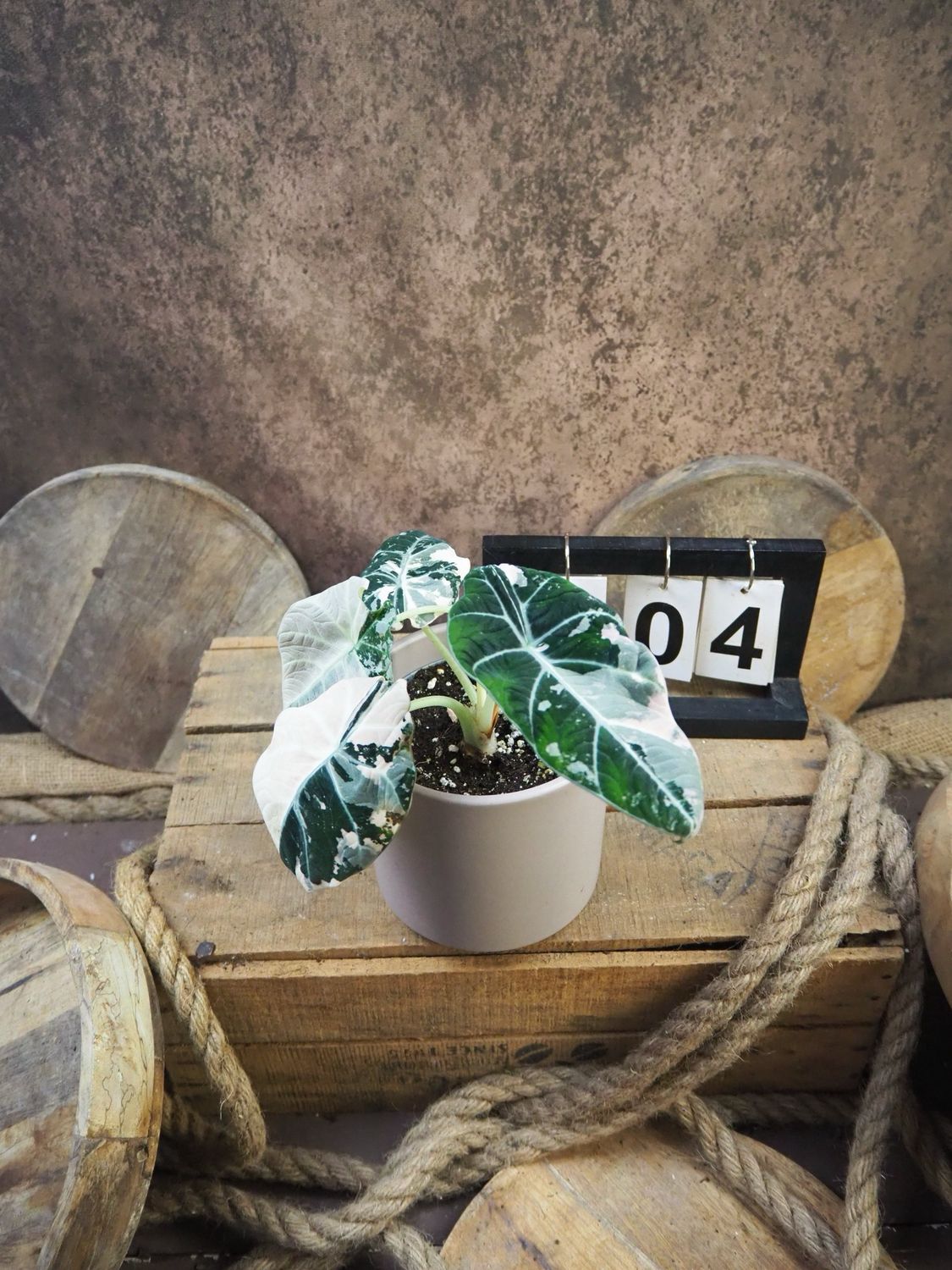 Alocasia Black Velvet Pink Variegata #4 Alocasia Black Velvet Pink Variegata #4