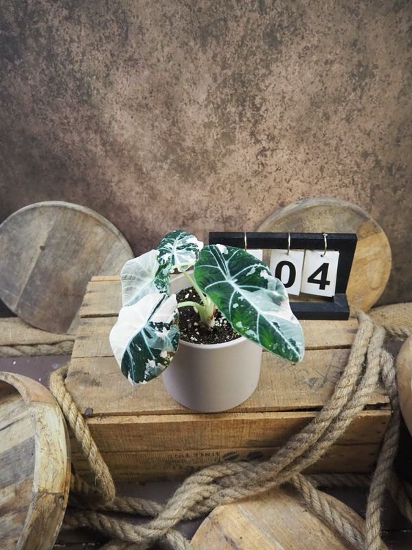 Alocasia Black Velvet Pink Variegata #4 Alocasia Black Velvet Pink Variegata #4