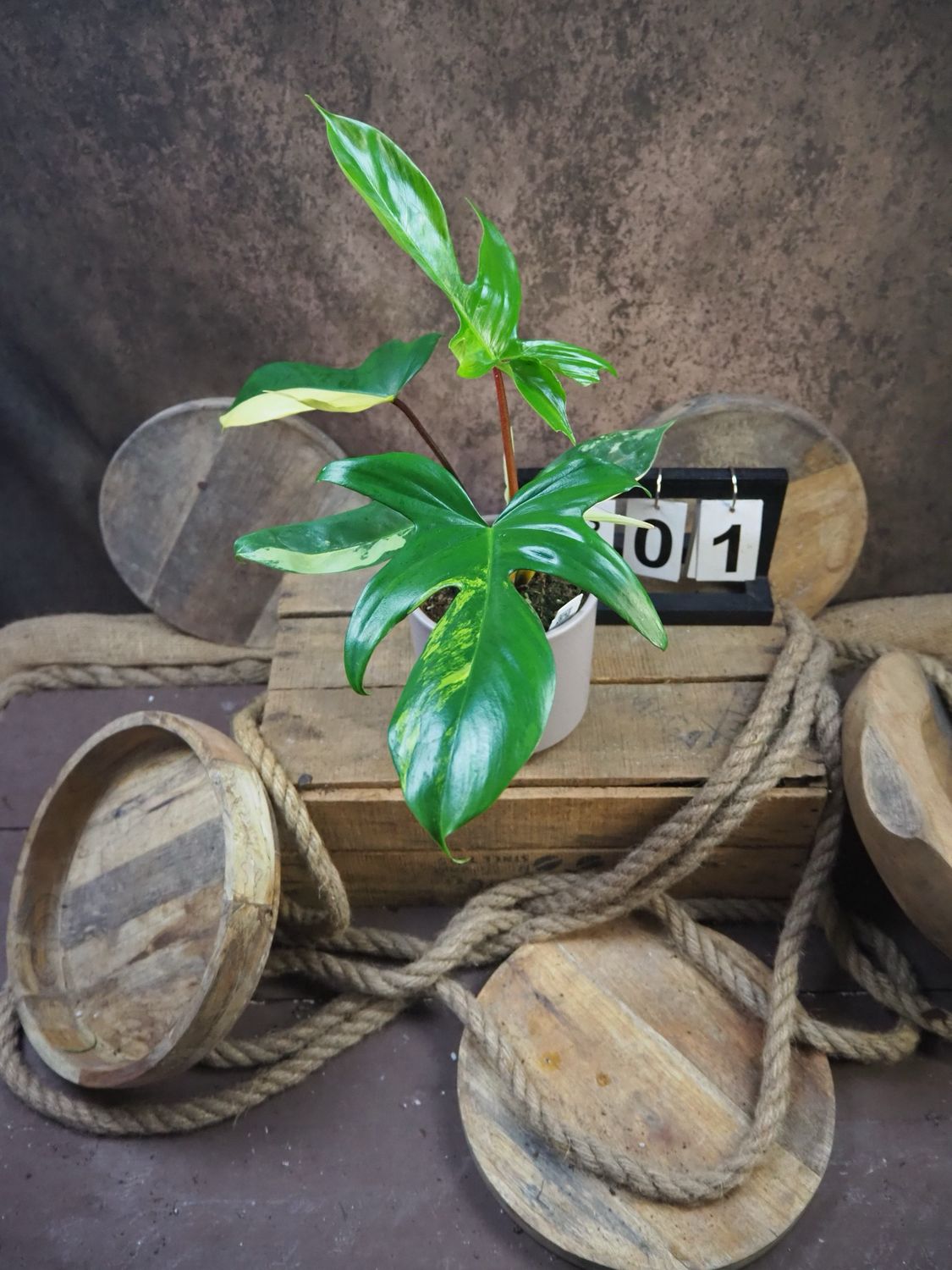 Philodendron Florida Beauty #M1