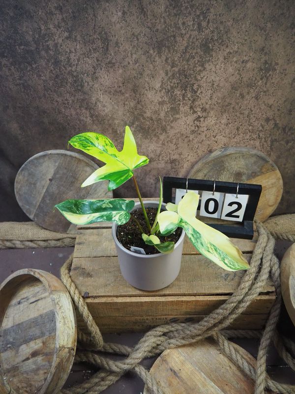 Philodendron Florida Beauty #M2